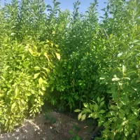 انواع نهال ثمری و زینتی|خدمات باغبانی و درختکاری|شیراز, گل سرخ|دیوار