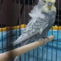 مرغ عشق پروانه ای