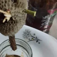 عسل وحشی