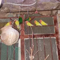طوطی کوتوله