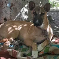 فروشی خیلی باهوش کم سن اماده آموزش دادن