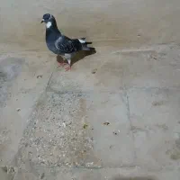 کبوتر