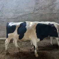 گوساله نر|حیوانات مزرعه|مشهد, خرم آباد|دیوار