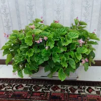 گل بگونیای عروس|گل و گیاه طبیعی|کندوان, |دیوار