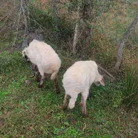 گوسفندبره نرقربونی ومیزان قیمته مقطوع|حیوانات مزرعه|اسالم, |دیوار