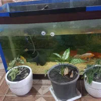 ماهی کوی با آکواریوم