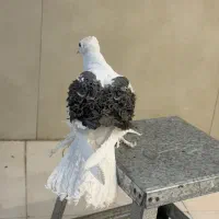 کبوتر زینتی جکسون