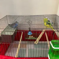 مرغ عشق جفت با جوجه ۸ماهه رام