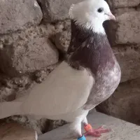 فروش جمعی۲۰عدد کفتر گلچین