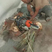 خدمات درخت بری ونخل بری|خدمات باغبانی و درختکاری|بندر کنگان, |دیوار