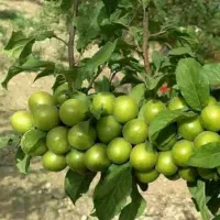 فروش نهال گوجه سبز شهریار|خدمات باغبانی و درختکاری|چوار, |دیوار