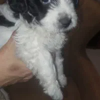 توله سگ شیتزو ترییر|سگ|یزد, |دیوار