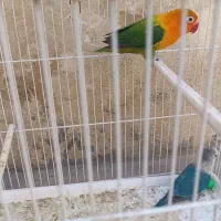 طوطی برزیلی خوش رنگ|پرنده|پاکدشت, پاکدشت (مامازند)|دیوار