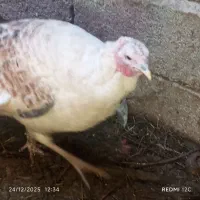 بوقلمون نروماده