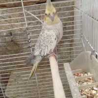 عروس هلندی ماده