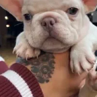 سگ فرنچ بولداگ