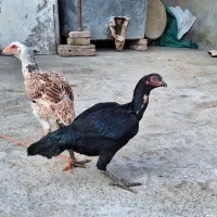 مرغ|حیوانات مزرعه|قروه, |دیوار