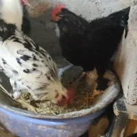 تخم مرغ نطفه دار|حیوانات مزرعه|مشگین شهر, |دیوار