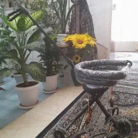 کالسکه رانو|کالسکه و لوازم جانبی|بروجن, |دیوار