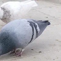 سبز خطی گمشده