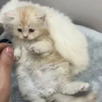 بچه گربه طلایی|گربه|مشهد, شریف|دیوار