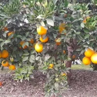 پرتقال تامسون و خونی ۱۰ تن درجه ۱|خوردنی و آشامیدنی|ساری, |دیوار