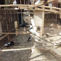 کبوتر رنگی|پرنده|اهواز, شهرک حفاری|دیوار