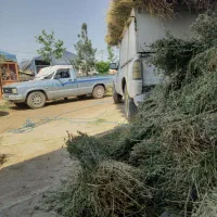 یونجه