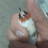 سهره|پرنده|ملایر, |دیوار