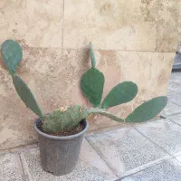 حراج ۵۰ عدد انواع گل و کاکتوس|گل و گیاه طبیعی|مشهد, بهاران|دیوار