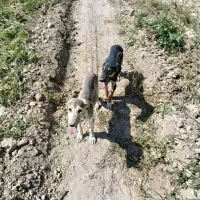 تازی|سگ|میلاجرد, |دیوار