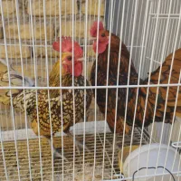 خروس مینیاتوری دوعدد1800 تومان