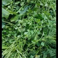 سبزی اشی پلویی خورشتی درجه یک میارم درب منزل