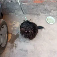 واگذاری سگ پا کوتاه خانگی|سگ|مهاباد (آذربایجان غربی), |دیوار