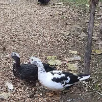 اردک اسرائیلی نر و ماده|حیوانات مزرعه|آستانه اشرفیه, |دیوار