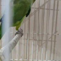 طوطی ملنگو نر