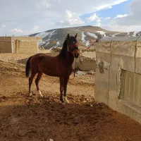 کره نریان ۲۰ ماهه