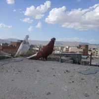 رنگه|پرنده|مشهد, ایثار|دیوار