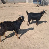 کولار بز آبستن و کهره نر