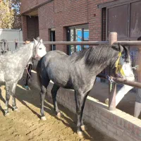 کار گر استبل