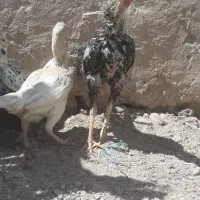 طوقی لاری مرغ