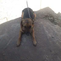 سگ ژرمن|سگ|کرمان, |دیوار