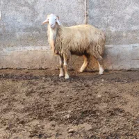 بره گوسفند نر قوچ تخمی