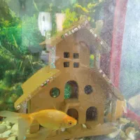 آکواریوم با تمام تجهیزاتش|ماهی|پاکدشت, پاکدشت (مامازند)|دیوار