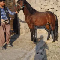 اسب نر|اسب و تجهیزات اسب‌سواری|ارومیه, |دیوار