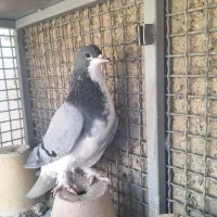 کبوتر بدرنگ