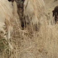 بزغاله نر