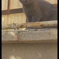 گربه بریتیش نژاد دار