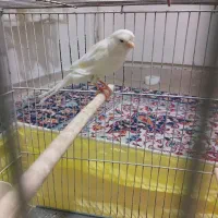 قناری رسمی بلند‌ نر و ماده