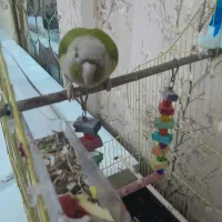 طوطی گرینچیک ماده بینهایت دستی